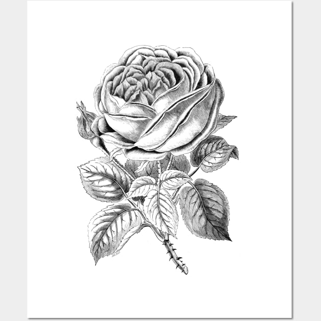 Rose Flower Wall Art by Biophilia